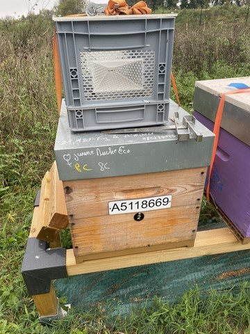 piège frelon asiatiques